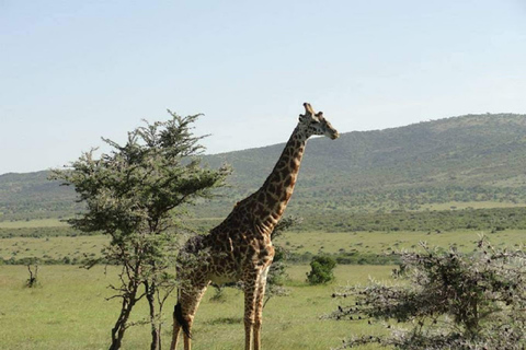 Przejażdżka safari w Parku Narodowym Nairobi. Bezpłatne zdjęcie / odbiór z lotniska