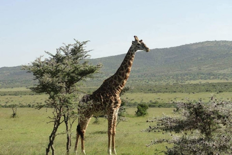 Pirschfahrt im Nairobi-Nationalpark. Kostenlose Abholung vom/zum Flughafen