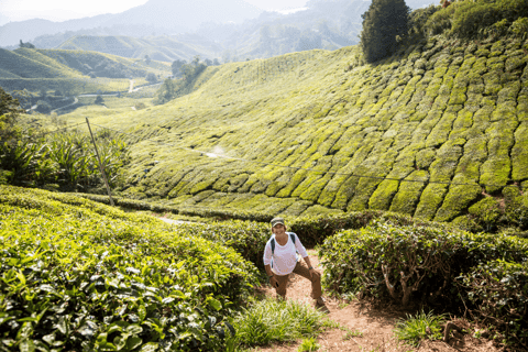 Kuala Lumpur: Customize Your Cameron Highlands Itinerary From KL: Discover Cameron Highlands’ Tea Valleys & Farms