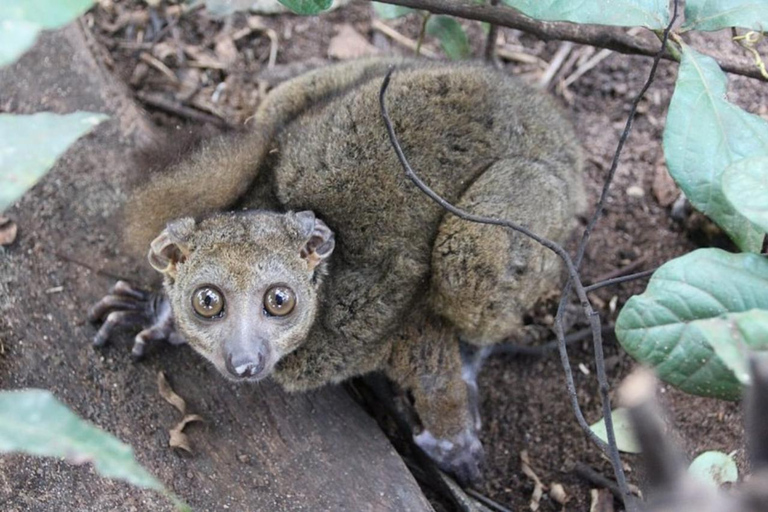 Zanzibar: Jozani forest, Butterfly center & Salaam cave tour Tour with Hotel pick up and drop off included