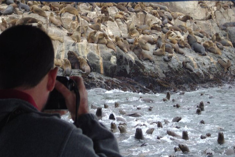 Nadar con leones marinos en Lima