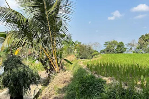 Avventura al Tempio di Selogriyo: trekking tra risaie e rafting sul fiume EloAvventura al tempio di Selogriyo: trekking nella risaia e rafting sul fiume Elo