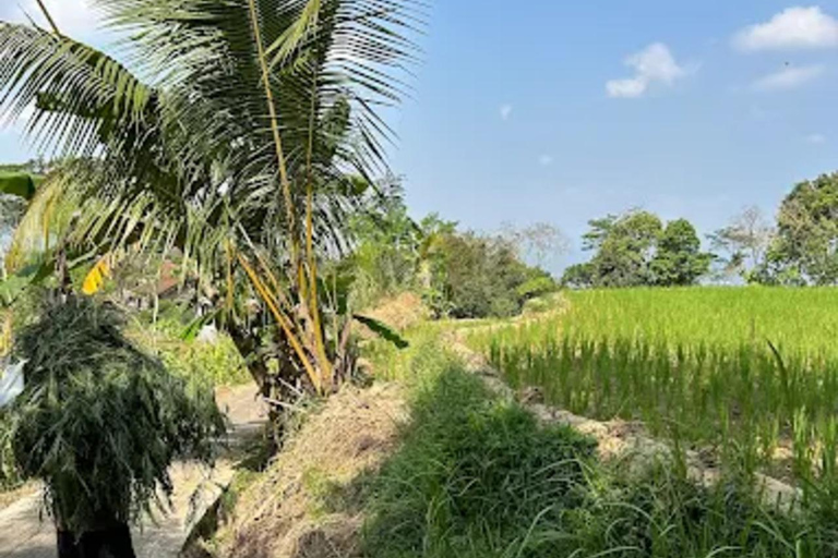 Avventura al Tempio di Selogriyo: trekking tra risaie e rafting sul fiume EloAvventura al tempio di Selogriyo: trekking nella risaia e rafting sul fiume Elo