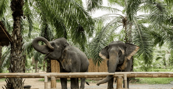 Khao Sok: 2-Hrs Ethical Elephant Care Visit with Transfers