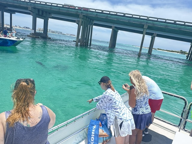 Destin/Fort Walton Beach: Small-Group Dolphin Harbor Cruise