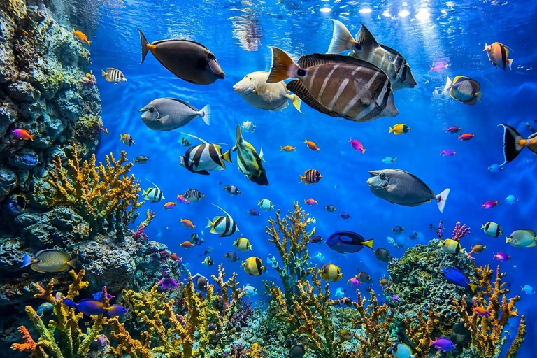 Hokkaido: Noboribetsu Marine Park Nixe Ticket