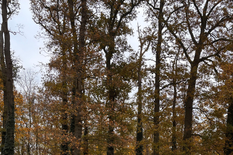 From Brussels: Bastogne Battle of the Bulge Private Tour