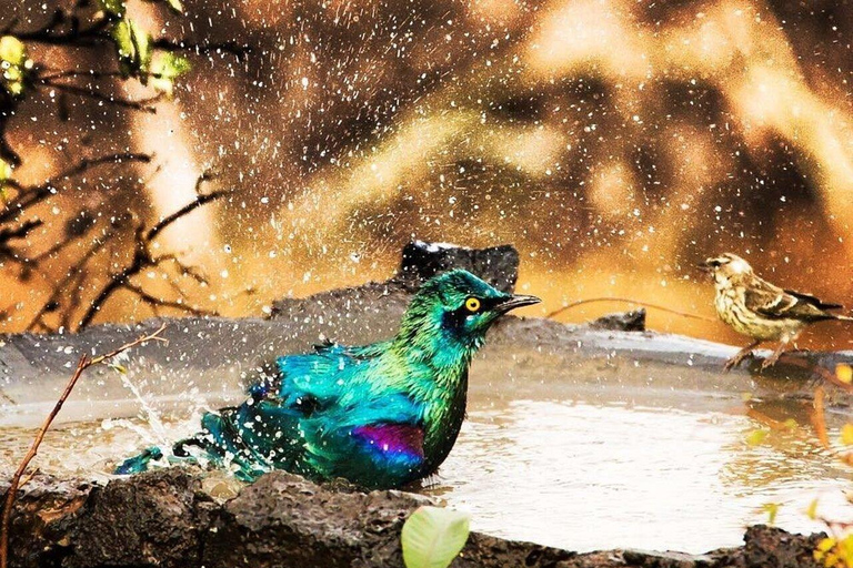 Kakamega Forest: Butterfly Walk with Naturalist Guide