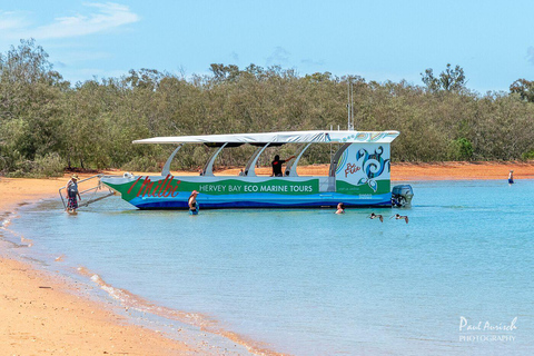 Hervey Bay: Schildpadden Ontdekking Eco Tour