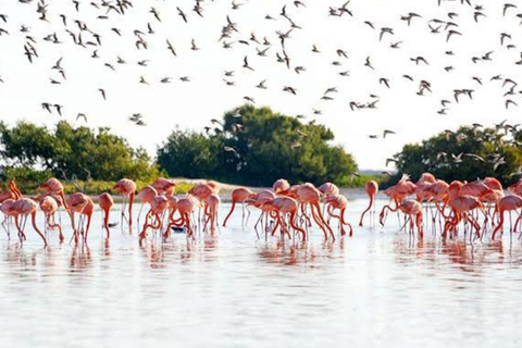 Cancun: Las Coloradas & Rio Lagartos Day Tour & À la carte