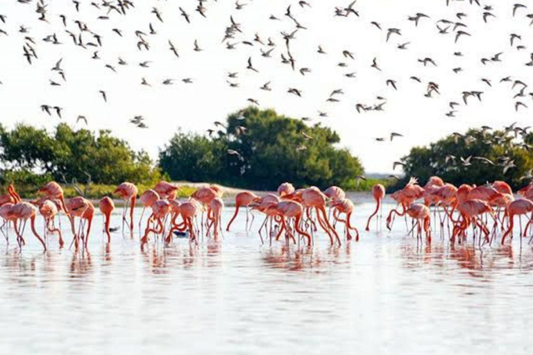Cancun: Las Coloradas & Rio Lagartos Day Tour & À la carte