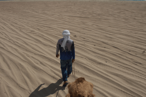 Cabo San Lucas: Amazing Camel Adventure on the Beach