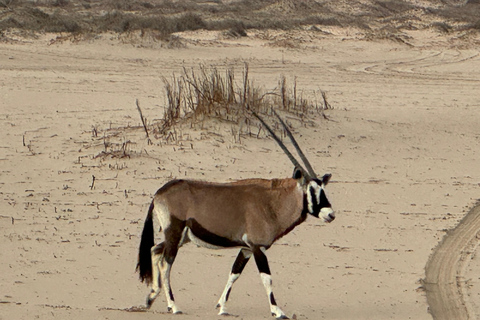 Walvisbay: Sandwich Harbour 4x4 Tour-Unparalleled Experience