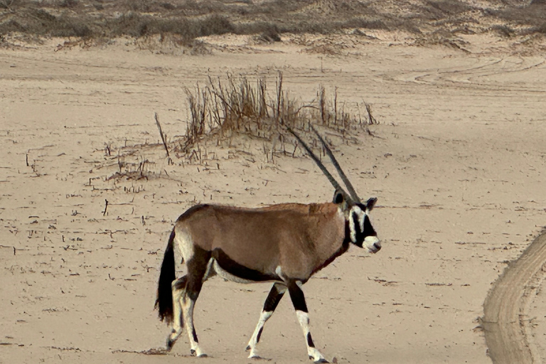Walvisbay: Sandwich Harbour 4x4 Tour-Unparalleled Experience