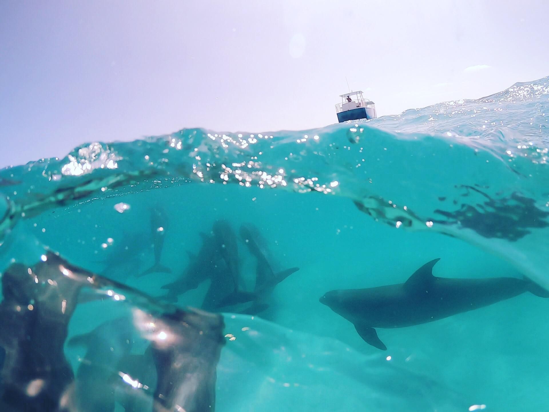 Schnorcheln mit Delfinen in Trincomalee