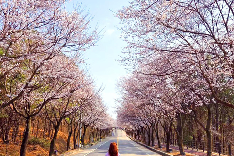 Cherry Blossom Tour from Seoul: Nami, Rail Bike & Alpaca C. Cherry Blossom B + Nami Island