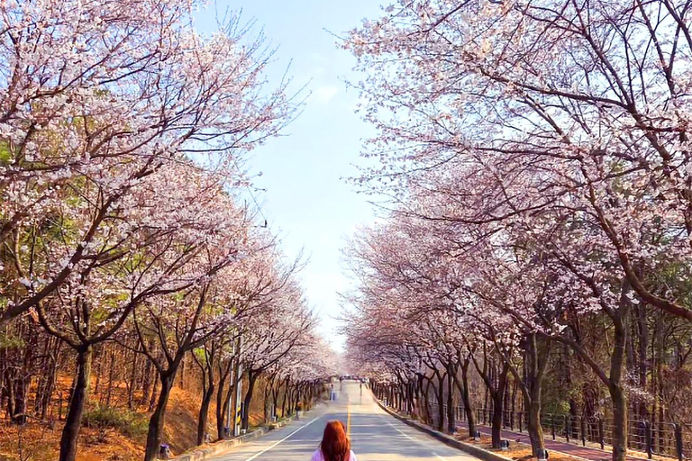 Cherry Blossom Tour from Seoul: Nami, Rail Bike & Alpaca C. Cherry Blossom B + Nami Island