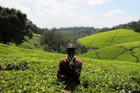 Granja de té desde Nairobi (Kiambethu)