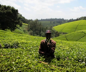 Fattoria del tè da Nairobi (Kiambethu)