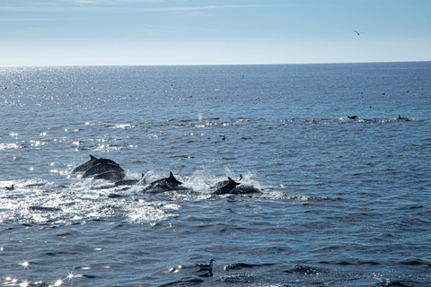 Discover Muscat by Sea - Private Coastal Cruise Charter