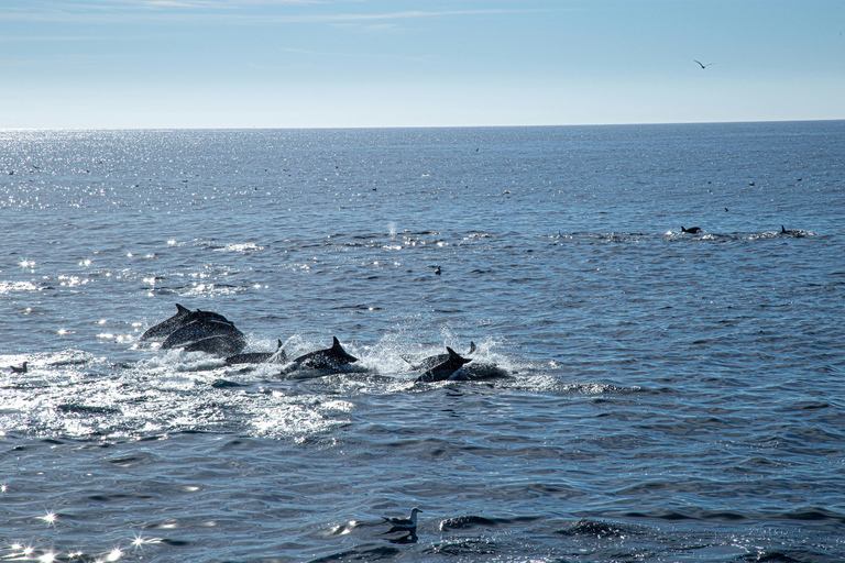 Discover Muscat by Sea - Private Coastal Cruise Charter