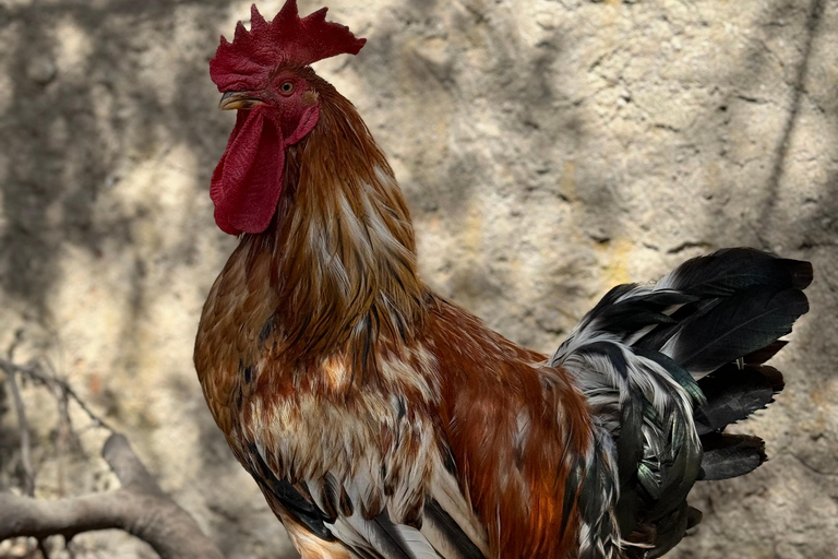 Rhodes: 1952 Farmhouse Cooking & Lunch with Unlimited Wine Rhodes: Cooking Class & Lunch at a traditional Farmhouse