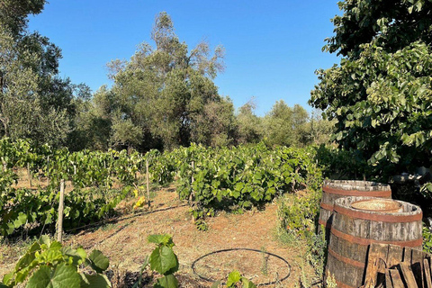 Corfu behind the scenes - A Journey Through South Corfu