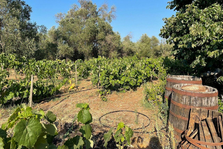 Corfu behind the scenes - A Journey Through South Corfu