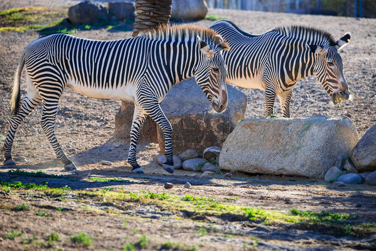 Phoenix Zoo Tour with Animal Encounters