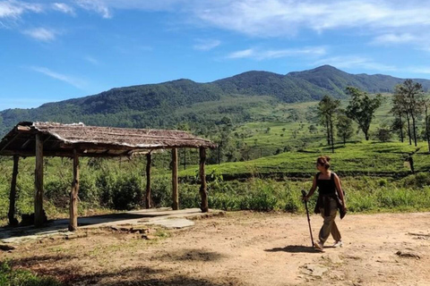 Kandy: Sir James Taylor’s Loolkandura Tea Heritage Hike