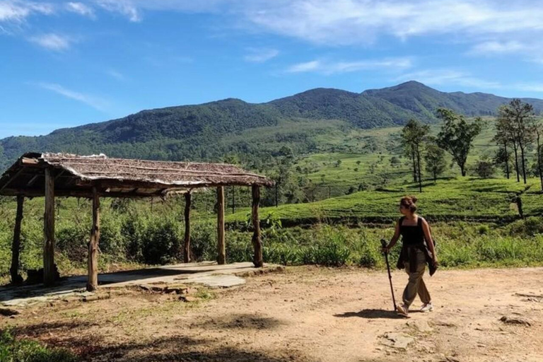 Kandy: Sir James Taylor’s Loolkandura Tea Heritage Hike