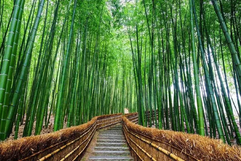 من أوساكا: جولة ليوم واحد في كيوتو ونارا وفوشيمي إناري وأراشياماTrip including Sagano Romantic Train