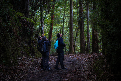 Uccelli a Medellin con un esperto bird-watcher (Privato)