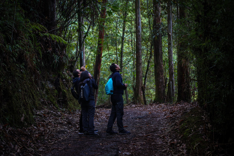 Birding Medellin z ekspertem obserwującym ptaki (prywatnie)