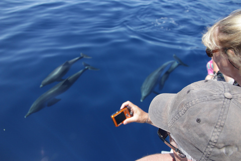 Los Gigantes: Whale-watching cruise or dolphin tour and swimming in Masca