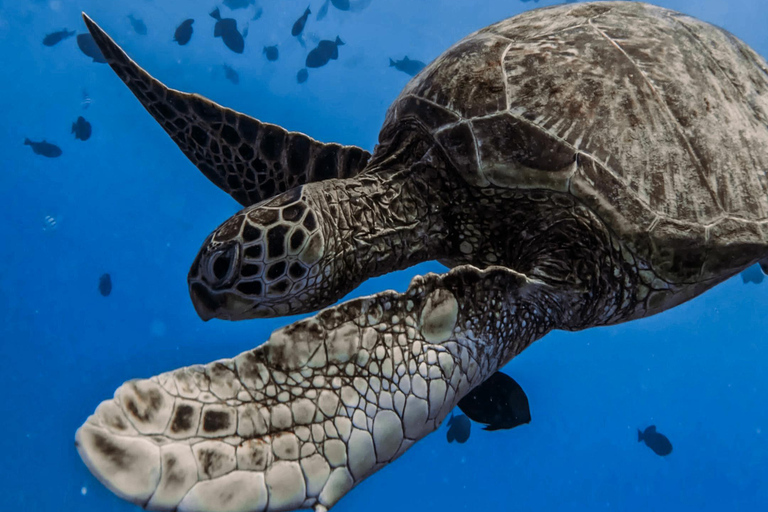 Waikiki : Visite en petit groupe du Turtle Canyon avec masque et tuba