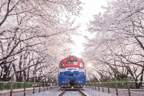Seoul/Busan: Jinhae Cherry Blossom Festival Shuttle Bus From Seoul - Group Tour, meet at Dongdaemun (DDP)