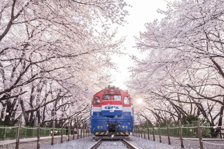 Seoul/Busan: Jinhae Cherry Blossom Festival Shuttle Bus From Seoul - Group Tour, meet at Dongdaemun (DDP)