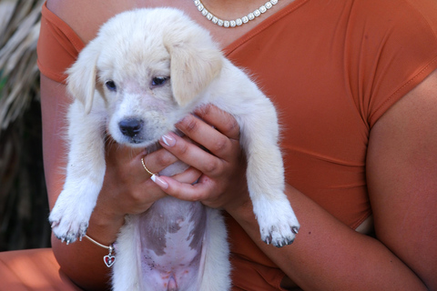 Le paradis des chiots du monde entier — Un bonheur balinais qui a du sensDécouvrez le paradis mondial des chiots à Thalassa Seseh