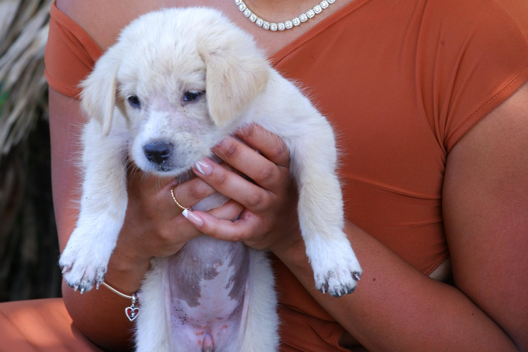 Le paradis des chiots du monde entier — Un bonheur balinais qui a du sensDécouvrez le paradis mondial des chiots à Thalassa Seseh