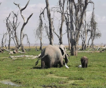 Parque Nacional de Amboseli: Excursión de un día desde Nairobi en 4x4