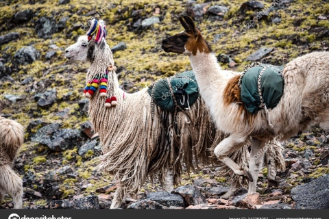 Von Cusco aus: Tour nach Chinchero/Maras/Moray+Picknick mit Lamas