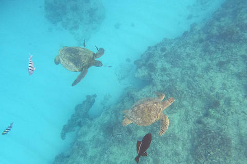 Honolulu: Snorkelen met schildpadden, waterscooter, paddleboardOahu: Snorkelen met schildpadden, waterscooter, paddleboard