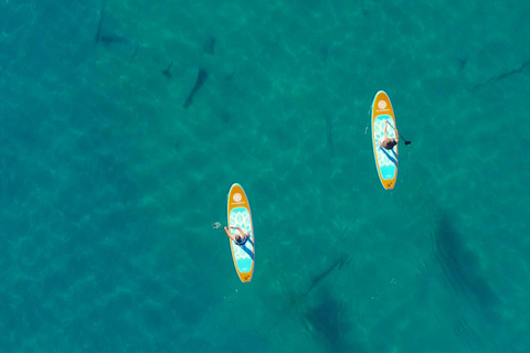 Plage de Willow : Location de paddle board