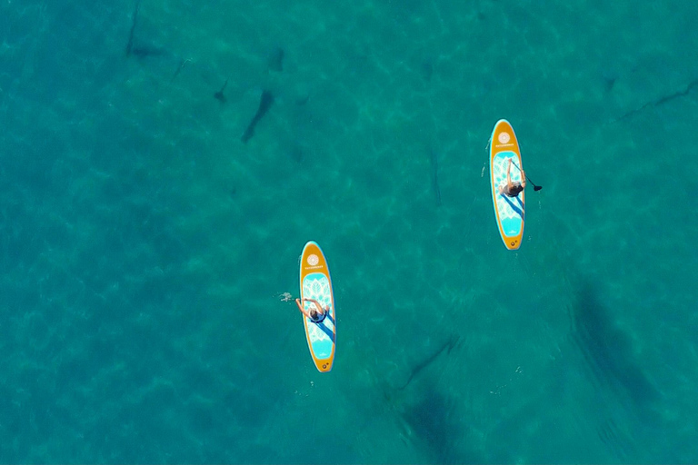 Plage de Willow : Location de paddle board