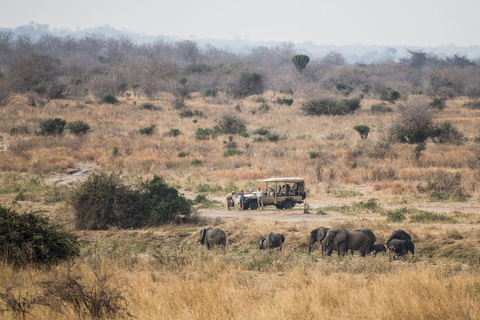 Serengeti: 7-dniowe safari po Wielkiej Migracji z lotami