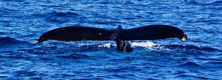 Waianae, ouest d'Oahu : Observation des baleines (visite privée)