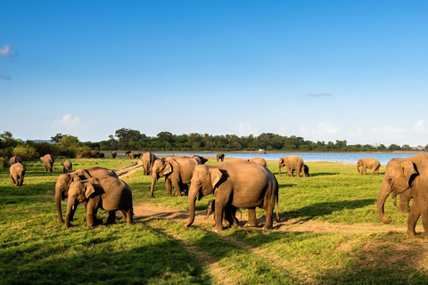 From Udawalawe :-National Park Thrilling Full-Day Safari