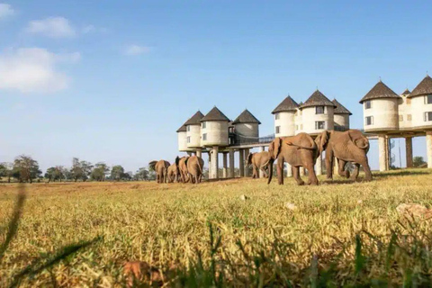 Salt Lick Safari Lodge: tour di 2 giorni da Nairobi o MombasaNairobi o Mombasa: tour di 2 giorni al Salt Lick Safari Lodge