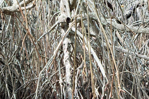 Bentota: River Boat Safari and Tuk-Tuk Ride with Pickup-Drop